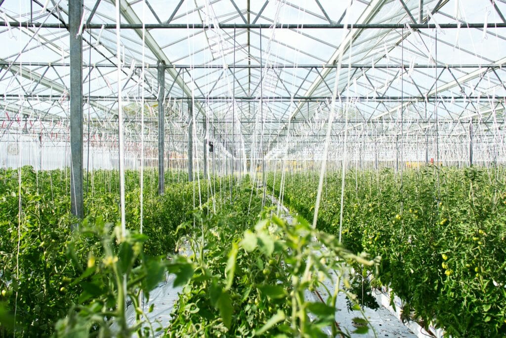 Greenhouse Structures