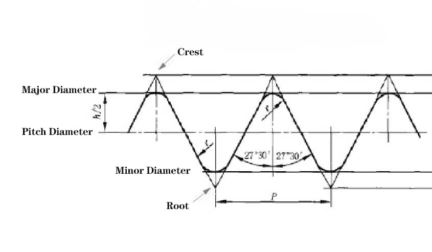 View of crest & root